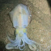 武田あい 滑り込み〜 厚木OL委員会