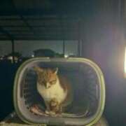 ヒメ日記 2025/02/17 22:44 投稿 桜琴(ミコ) 京都痴女性感フェチ倶楽部