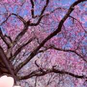 ヒメ日記 2025/04/13 06:04 投稿 りんか 京都痴女性感フェチ倶楽部