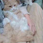 ヒメ日記 2025/11/11 19:03 投稿 あすか すごいエステ京都店