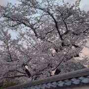 ヒメ日記 2025/04/07 23:33 投稿 ひなの すごいエステ京都店