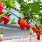 ヒメ日記 2026/02/19 11:53 投稿 ひなの すごいエステ京都店