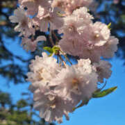 ふみ 感謝✨ 奥鉄オクテツ東京店（デリヘル市場）
