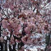 ヒメ日記 2025/05/13 22:03 投稿 日向しほ 宝石箱(すすきの)