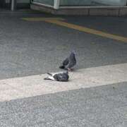 ヒメ日記 2025/06/12 22:58 投稿 くるみ パイセン