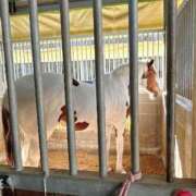 ヒメ日記 2025/03/12 22:31 投稿 野風【ノカゼ】 輝女