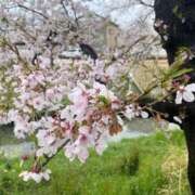 ヒメ日記 2025/04/07 11:10 投稿 片瀬(HCupのその先に…) おふくろさん 名古屋本店