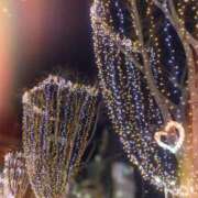 ヒメ日記 2025/02/04 22:36 投稿 しずく 小田原人妻城