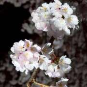 ヒメ日記 2026/03/23 13:34 投稿 ときこ みやこ