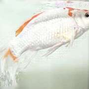 ヒメ日記 2025/01/19 21:15 投稿 かすみ 木更津人妻花壇