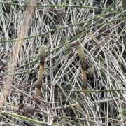 ヒメ日記 2025/03/18 08:33 投稿 かすみ 木更津人妻花壇