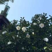 ヒメ日記 2025/03/21 15:01 投稿 かすみ 木更津人妻花壇