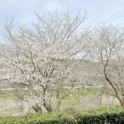 ヒメ日記 2025/03/31 05:55 投稿 かすみ 木更津人妻花壇