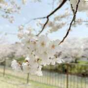 ヒメ日記 2025/04/08 13:00 投稿 かすみ 木更津人妻花壇