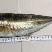 ヒメ日記 2025/04/28 04:35 投稿 かすみ 木更津人妻花壇