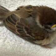 ヒメ日記 2025/05/14 18:19 投稿 かすみ 木更津人妻花壇