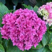 ヒメ日記 2025/06/18 08:22 投稿 かすみ 木更津人妻花壇