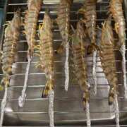 ヒメ日記 2025/07/13 19:03 投稿 かすみ 木更津人妻花壇