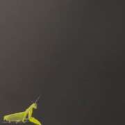 ヒメ日記 2025/08/15 04:55 投稿 かすみ 木更津人妻花壇