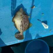 ヒメ日記 2025/09/03 08:15 投稿 かすみ 木更津人妻花壇