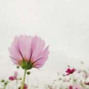 ヒメ日記 2025/10/01 05:02 投稿 かすみ 木更津人妻花壇