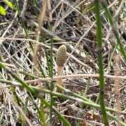 ヒメ日記 2026/03/09 08:43 投稿 かすみ 木更津人妻花壇