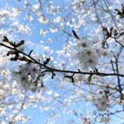 ヒメ日記 2026/03/27 18:11 投稿 かすみ 木更津人妻花壇