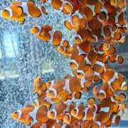 ヒメ日記 2026/04/07 23:06 投稿 かすみ 木更津人妻花壇