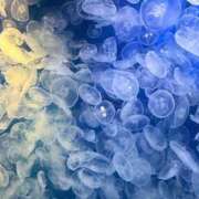 ヒメ日記 2026/04/08 12:10 投稿 かすみ 木更津人妻花壇