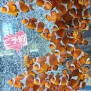 ヒメ日記 2026/04/11 17:47 投稿 かすみ 木更津人妻花壇