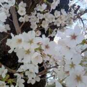 ヒメ日記 2025/04/06 13:06 投稿 ひびき 若妻淫乱倶楽部