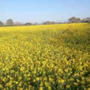 ヒメ日記 2025/04/10 11:55 投稿 ひびき 若妻淫乱倶楽部