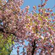 ヒメ日記 2025/02/24 14:49 投稿 ひより 千葉松戸ちゃんこ