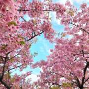 ヒメ日記 2025/04/12 18:29 投稿 ひより 千葉松戸ちゃんこ