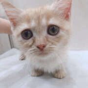 ヒメ日記 2025/11/03 09:23 投稿 にこ 2980円