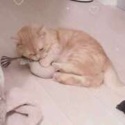 にこ 猫さんの日🐈🐾 2980円