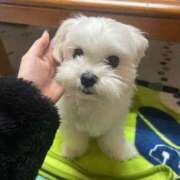 ひまわり☆REGULAR 3日目！！！ Club ACE ～クラブエース～ 山口店