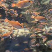 ヒメ日記 2025/10/05 14:07 投稿 くるみ 全裸のいいなり美女OR満員ちかん電車