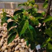 ヒメ日記 2025/01/03 18:43 投稿 りら 熟女家 豊中蛍池店