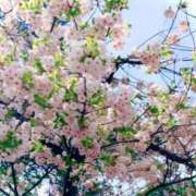 ヒメ日記 2025/04/07 21:35 投稿 天知ゆうき ウルトラグレイス24