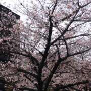 ヒメ日記 2025/04/07 00:00 投稿 ゆな 人妻熟女奉仕倶楽部