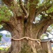 ヒメ日記 2026/02/26 01:24 投稿 ゆりの イエスグループ熊本 TSUBAKI(ツバキ)