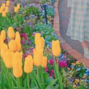 ヒメ日記 2025/04/24 15:41 投稿 美紀(みき) 渋谷蘭の会