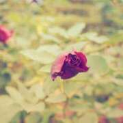 ヒメ日記 2025/06/02 15:41 投稿 美紀(みき) 渋谷蘭の会