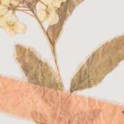 ヒメ日記 2025/09/15 12:26 投稿 美紀(みき) 渋谷蘭の会