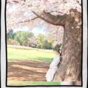 ヒメ日記 2026/03/31 08:05 投稿 美紀(みき) 渋谷蘭の会