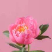 ヒメ日記 2026/04/13 08:05 投稿 美紀(みき) 渋谷蘭の会