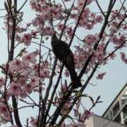 ヒメ日記 2026/04/05 12:23 投稿 あけみ 熟女の風俗最終章　越谷店