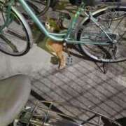 ヒメ日記 2025/05/10 14:42 投稿 しょう 熟女の風俗最終章　越谷店