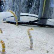 ヒメ日記 2025/05/21 19:25 投稿 しょう 熟女の風俗最終章　越谷店